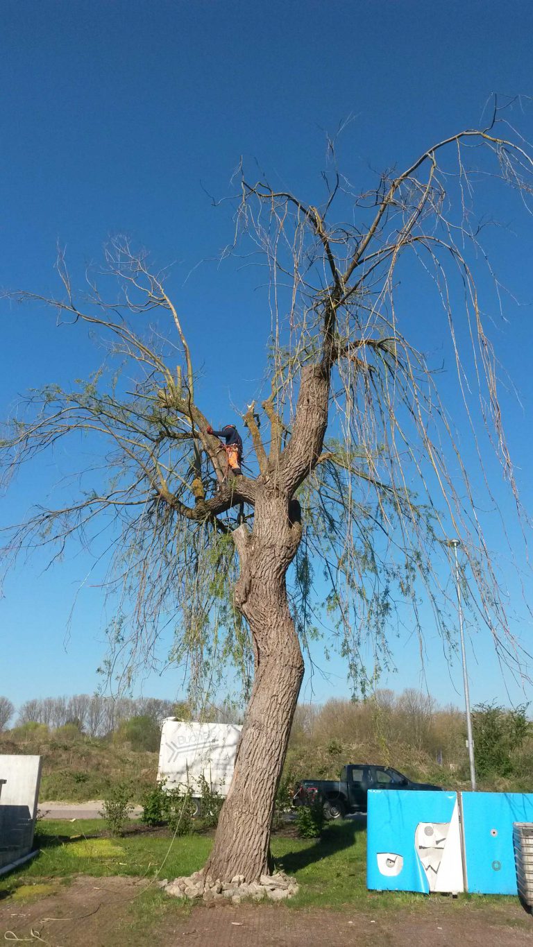 Faellung einer Weide , der Schadbaum wurde mittels Skt